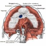 Zwerchfell des Menschen von unten